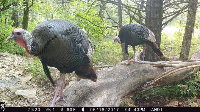 Browning Trail Cameras Australia