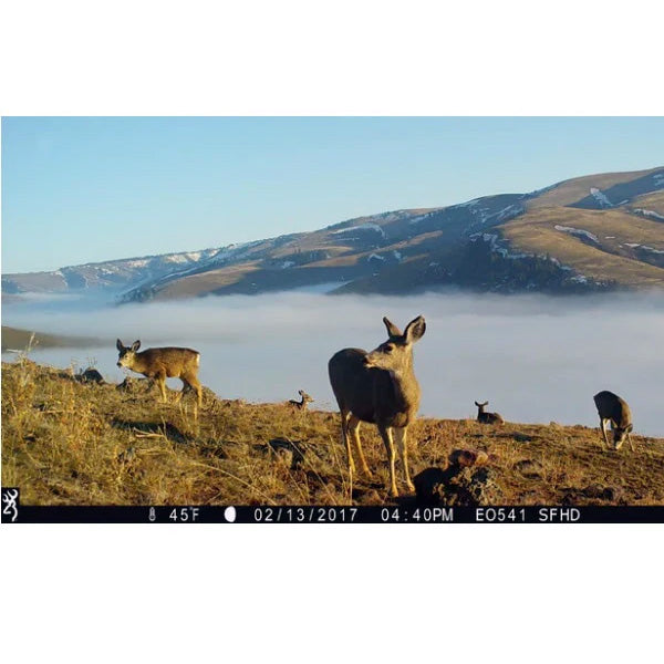 Browning Trail Cameras Australia