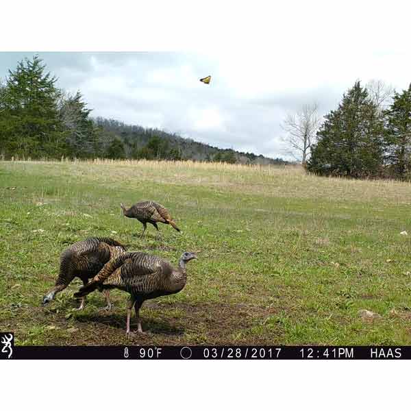 Browning Trail Cameras Australia