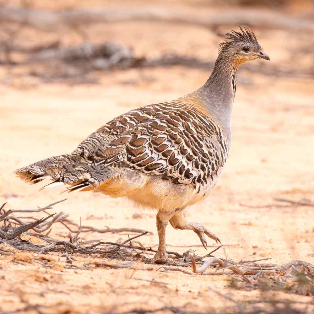 Mallefowl Bird standing on a dry Australian landscape
