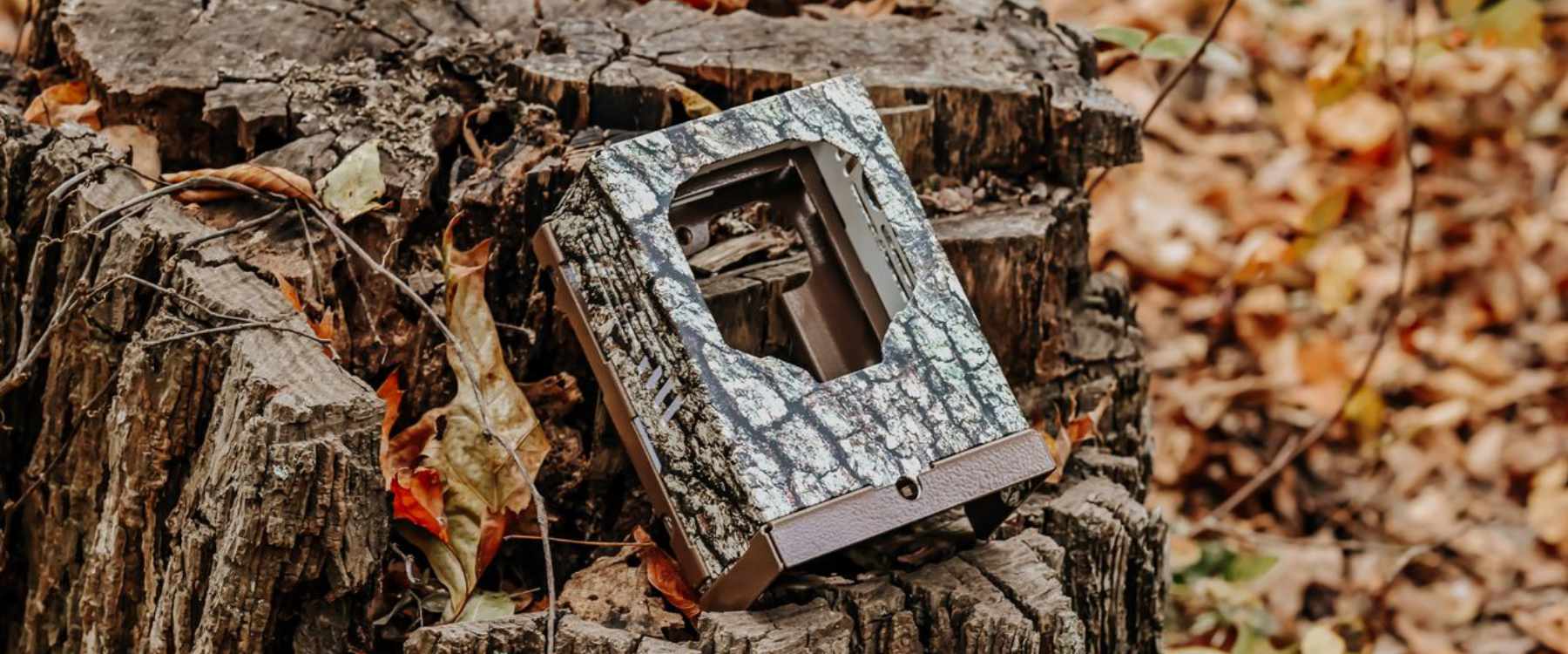Trail camera on a tree stump 