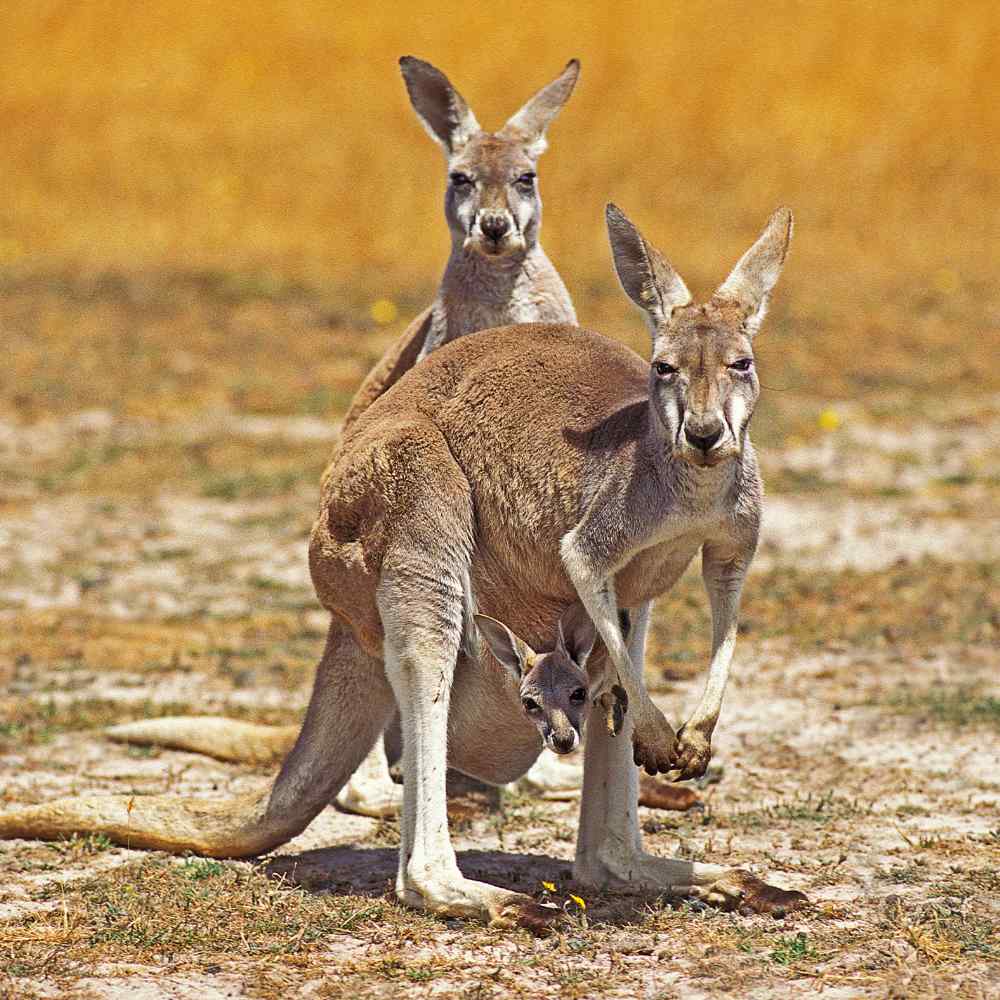 Two kangaroos with a joey in the pouch in the Australian outback.